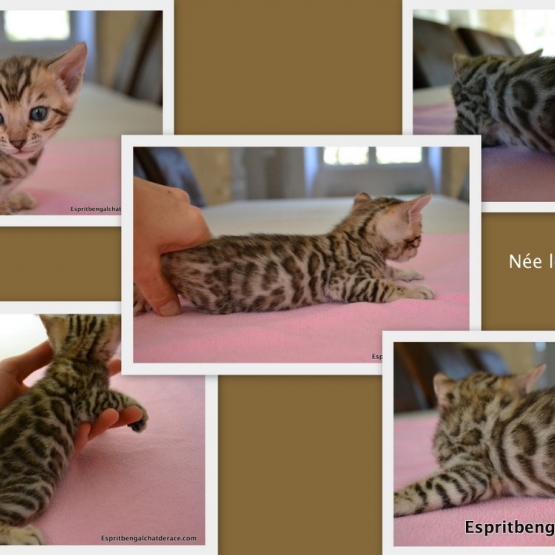 Image pour l'annonce Chaton bengal LOOF