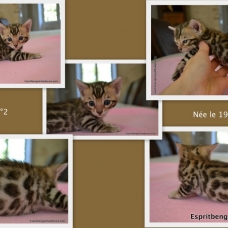 Image pour l'annonce Chaton bengal LOOF