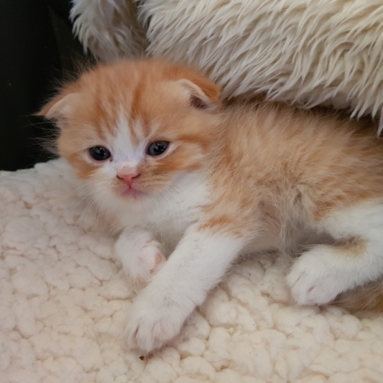 Image pour l'annonce chatons scottish fold et straight