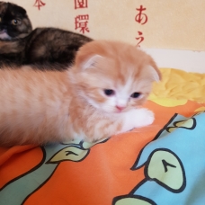 Image pour l'annonce chatons scottish fold et straight