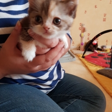 Image pour l'annonce chatons scottish fold et straight