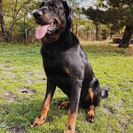 Image pour l'annonce Ragnar, étalon beauceron gros gabarit