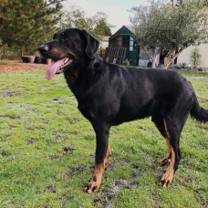 Image pour l'annonce Ragnar, étalon beauceron gros gabarit