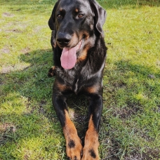 Image pour l'annonce Ragnar, étalon beauceron gros gabarit