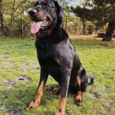Image pour l'annonce Ragnar, étalon beauceron gros gabarit