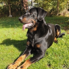 Image pour l'annonce Ragnar, étalon beauceron gros gabarit