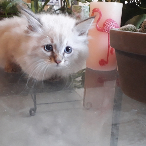 Image pour l'annonce Chatons Sibériens NON LOOF