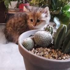 Image pour l'annonce Chatons Sibériens NON LOOF