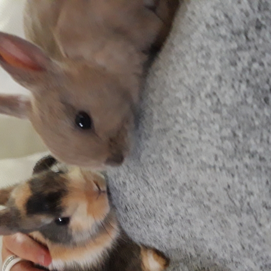 Image pour l'annonce vends lapins nains
