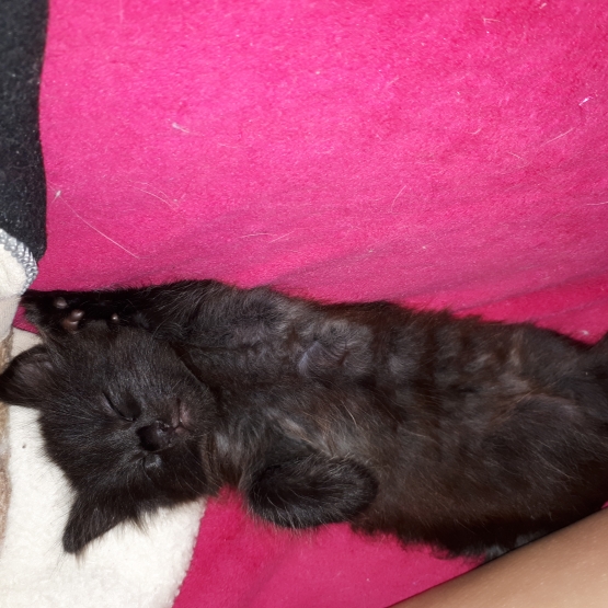 Image pour l'annonce chaton angora turc noir