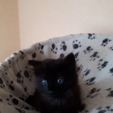 Image pour l'annonce chaton angora turc noir