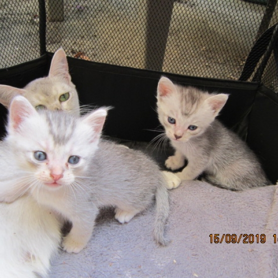 Image pour l'annonce Chatons  type Burmilla à adopter