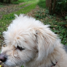 Image pour l'annonce Donne Chienne BICHON / LASSA 10 ans 1/2