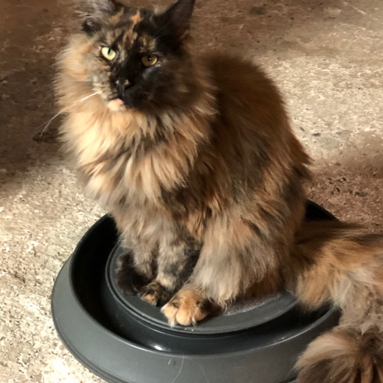 Image pour l'annonce vends chatte Maine Coon black tortie 1 an