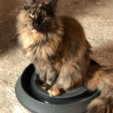 Image pour l'annonce vends chatte Maine Coon black tortie 1 an