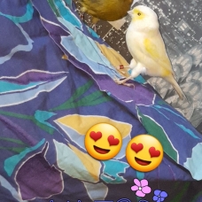 Image pour l'annonce Cherche don d'oiseaux contre bon soin