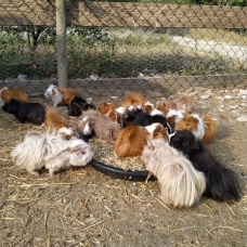 Image pour l'annonce Cochons d'Inde à vendre