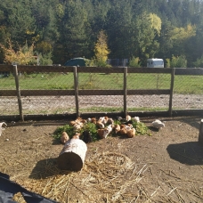 Image pour l'annonce Cochons d'Inde à vendre