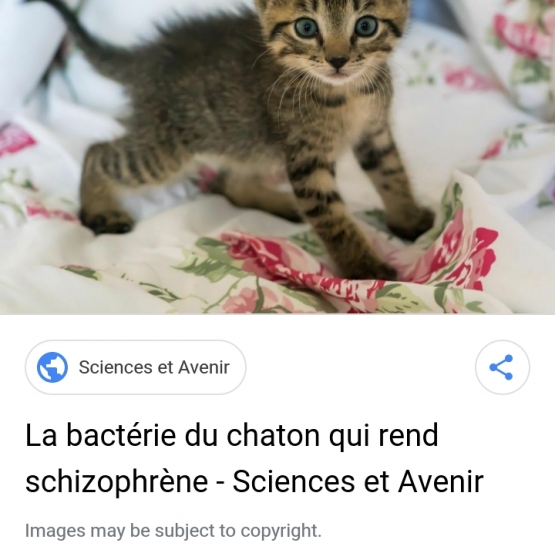 Image pour l'annonce demande don d un chaton