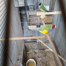Image pour l'annonce vendre diamant de gould