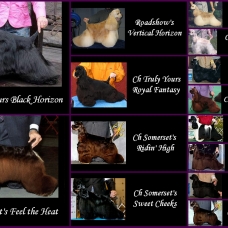 Image pour l'annonce Vends Belles Filles de Cocker Spaniel Americain LOF