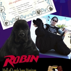 Image pour l'annonce Vends Belles Filles de Cocker Spaniel Americain LOF