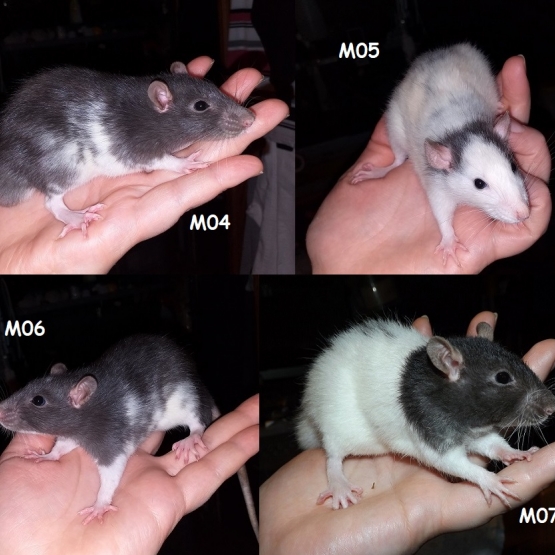 Image pour l'annonce Bébés rats mâles et femelles à adopter