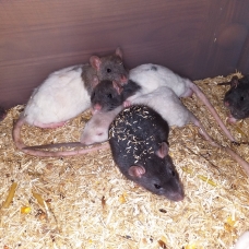 Image pour l'annonce Bébés rats mâles et femelles à adopter