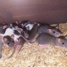 Image pour l'annonce Bébés rats mâles et femelles à adopter