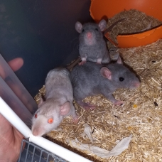 Image pour l'annonce Bébés rats mâles et femelles à adopter
