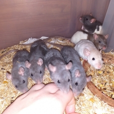 Image pour l'annonce Bébés rats mâles et femelles à adopter