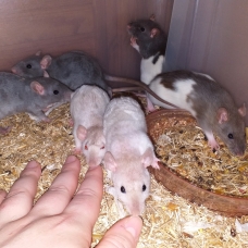 Image pour l'annonce Bébés rats mâles et femelles à adopter