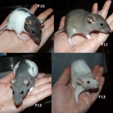 Image pour l'annonce Bébés rats mâles et femelles à adopter