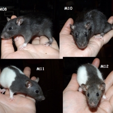 Image pour l'annonce Bébés rats mâles et femelles à adopter
