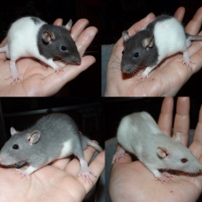 Image pour l'annonce Bébés rats mâles et femelles à adopter