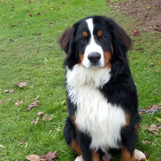 Image pour l'annonce Bouvier Bernois Male 8 Mois 1000 Euros