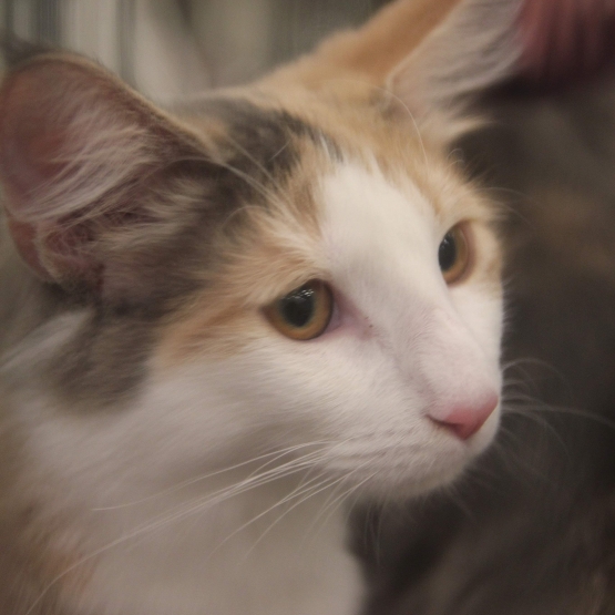 Image pour l'annonce Très jolie chatonne norvégienne immédiatement disponible