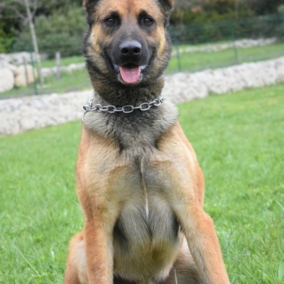 Image pour l'annonce Berger Belge Malinois