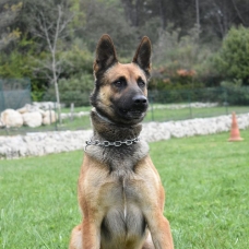 Image pour l'annonce Berger Belge Malinois