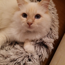 Image pour l'annonce chaton sacré de birmanie