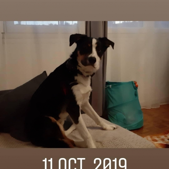 Image pour l'annonce Vend border collie