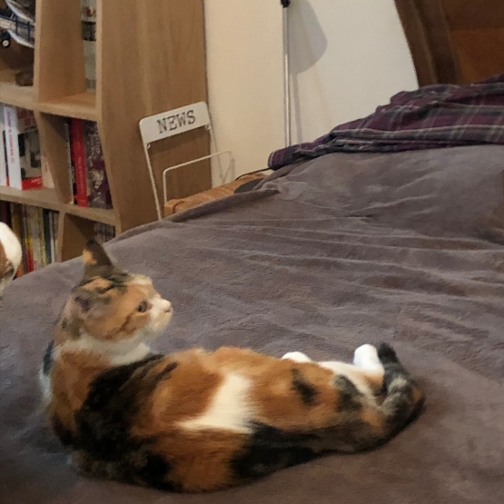Image pour l'annonce DONNE TRÉS BELLE CHATTE TRICOLORE