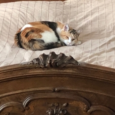 Image pour l'annonce DONNE TRÉS BELLE CHATTE TRICOLORE