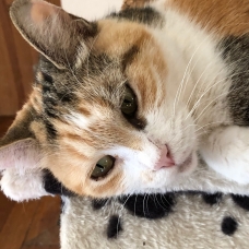 Image pour l'annonce DONNE TRÉS BELLE CHATTE TRICOLORE