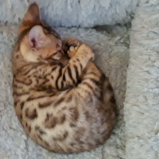 Image pour l'annonce chaton bengal