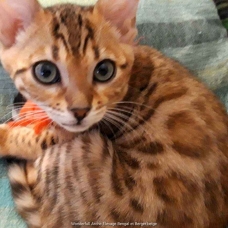 Image pour l'annonce chaton bengal