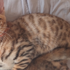 Image pour l'annonce chaton bengal