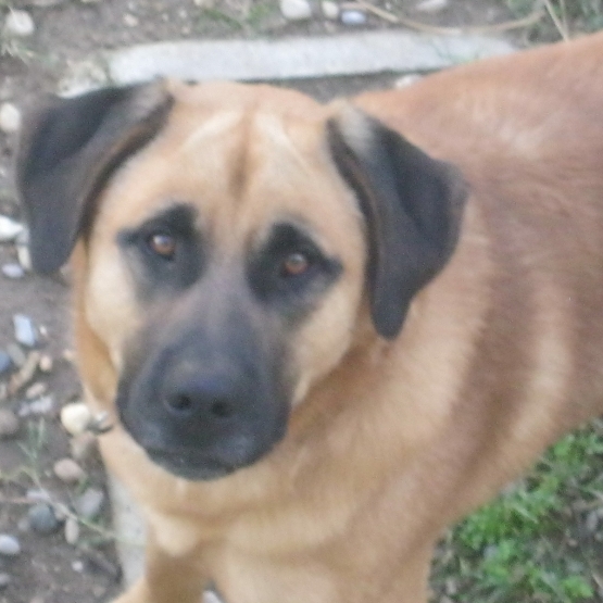Image pour l'annonce Don de chien
