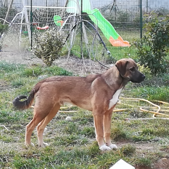 Image pour l'annonce donne jeune chien type berger d'anatolie