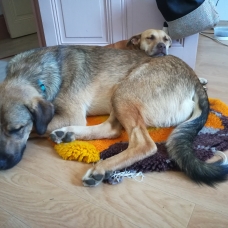 Image pour l'annonce donne jeune chien type berger d'anatolie